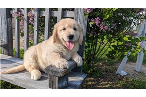 David - puppy for sale