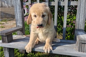 Daniela - puppy for sale