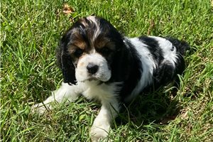 Ellie - puppy for sale