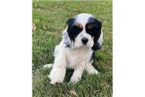 Emilio - puppy for sale