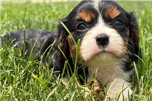 Sloane - puppy for sale