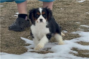 Norton - Cavalier King Charles Spaniel for sale