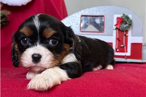 Dorothy - puppy for sale