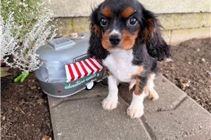 Sisko - Cavalier King Charles Spaniel for sale