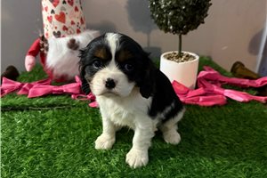 Nyla - puppy for sale