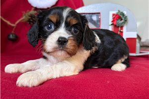 Damian - Cavalier King Charles Spaniel for sale