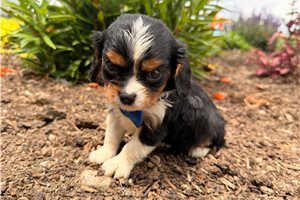 Sitka - Cavalier King Charles Spaniel for sale
