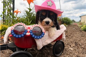 Silvia - Cavalier King Charles Spaniel for sale