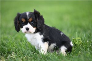 Peony - puppy for sale