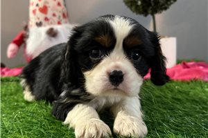 Nole - puppy for sale