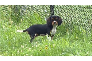 Sisko - Cavalier King Charles Spaniel for sale