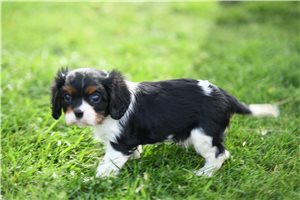 Percy - Cavalier King Charles Spaniel for sale