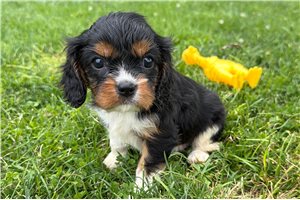 Sisko - puppy for sale