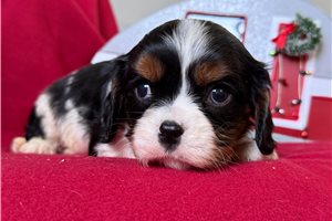 Dallas - Cavalier King Charles Spaniel for sale