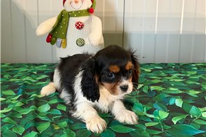 Denzel - Cavalier King Charles Spaniel for sale