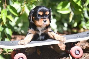 Oscar - puppy for sale