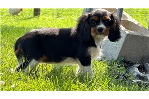 Sisko - Cavalier King Charles Spaniel for sale