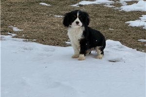 Nico - puppy for sale