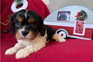 Dream - Cavalier King Charles Spaniel for sale