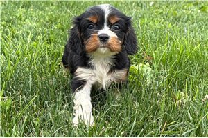 Skye - puppy for sale