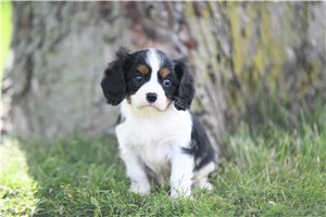 Potter - puppy for sale