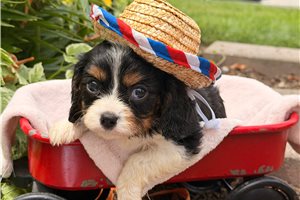 Sirius - puppy for sale