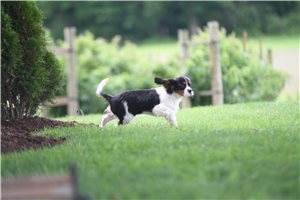 Rudy - Cavalier King Charles Spaniel for sale