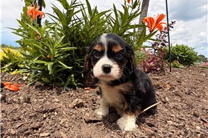 Skip - Cavalier King Charles Spaniel for sale