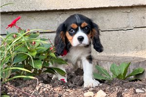 Sirius - Cavalier King Charles Spaniel for sale