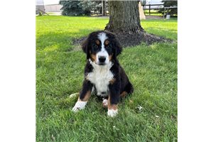 Sullivan - Bernese Mountain Dog for sale