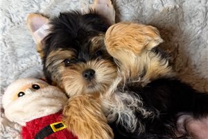 Ridge - Yorkshire Terrier - Yorkie for sale