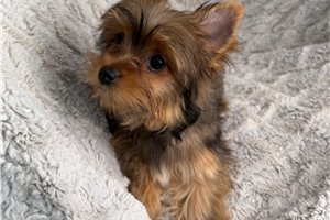 Bliss - Yorkshire Terrier - Yorkie for sale
