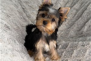 Blush - puppy for sale