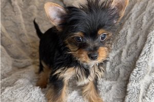 Blue - puppy for sale