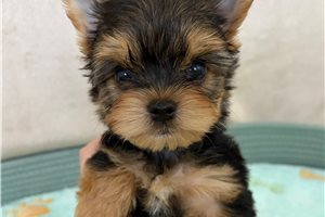 Rigby - Yorkshire Terrier - Yorkie for sale