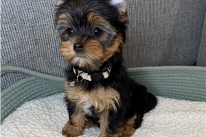 Brynlee - puppy for sale
