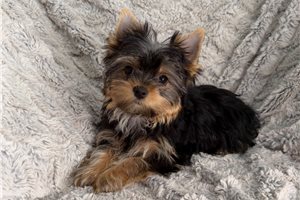 Blondie - puppy for sale