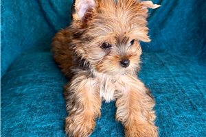 Margot - puppy for sale