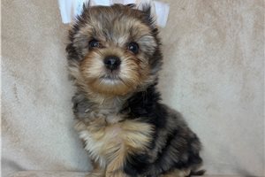 Ridley - Yorkshire Terrier - Yorkie for sale