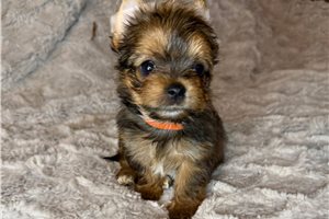 Blip - puppy for sale