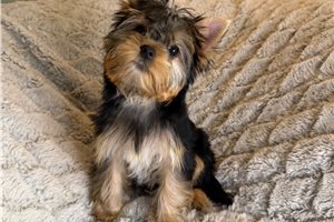 Blush - Yorkshire Terrier - Yorkie for sale