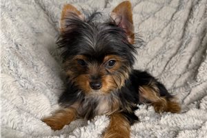 Blue - Yorkshire Terrier - Yorkie for sale