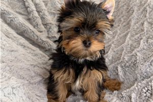 Bingo - puppy for sale