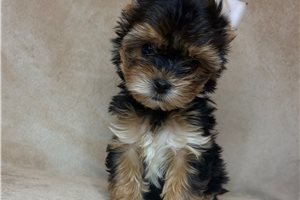 Rica - Yorkshire Terrier - Yorkie for sale