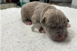 Christopher - American Pit Bull Terrier for sale