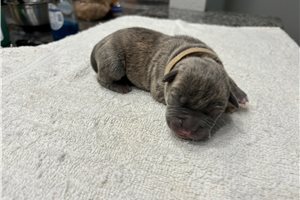 Conan - American Pit Bull Terrier for sale