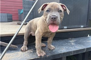 Blanche - American Pit Bull Terrier for sale