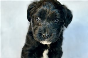Prescott - puppy for sale