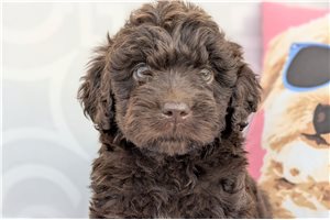 Nate - Aussiedoodle for sale
