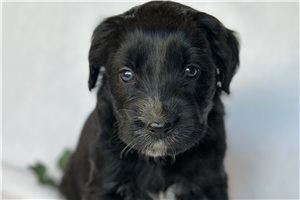 Percy - Mixed/Other for sale